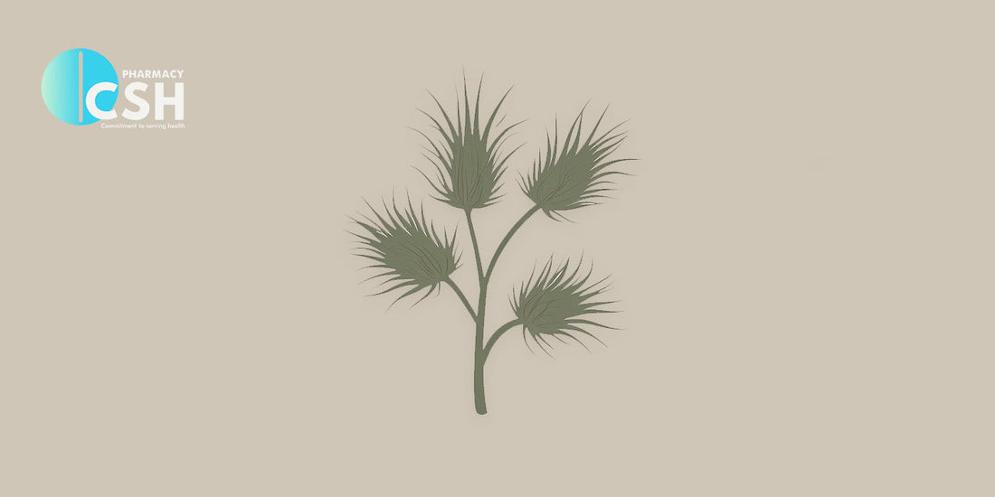 Importance of Saw Palmetto